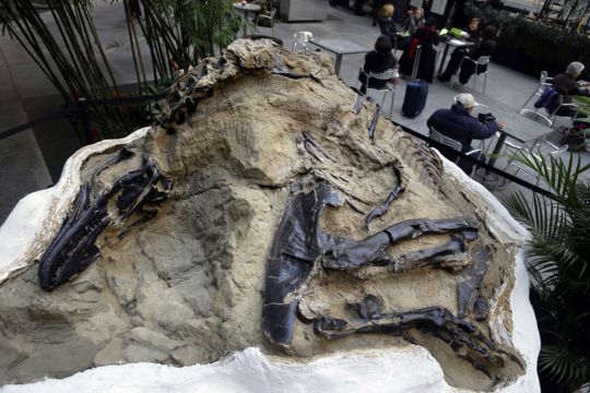 ‘Duelling Dinosaurs’ Fossils Donated To Museum