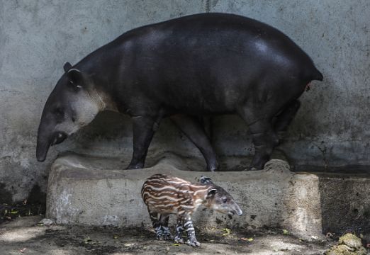 Dublin Zoo Pays Damages After Two-Year-Old Mauled By Tapir