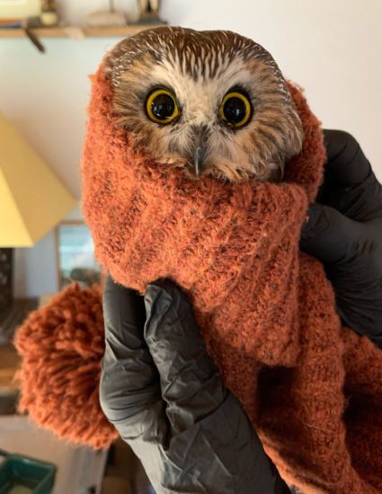 What A Hoot! Tiny Owl Rescued From Giant Christmas Tree