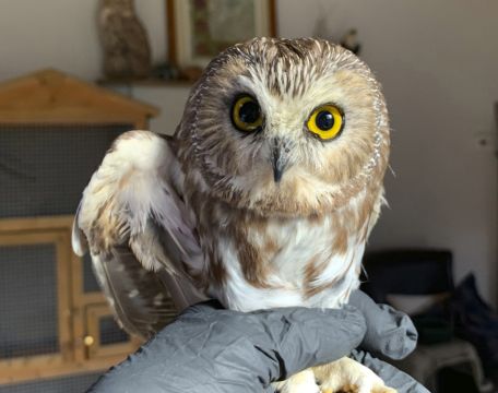 Owl Rescued From New York Christmas Tree Could Take Flight Soon
