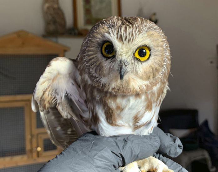 Owl Rescued From New York Christmas Tree Could Take Flight Soon