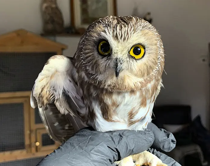 Owl Rescued From New York Christmas Tree Could Take Flight Soon