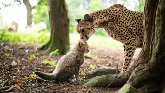 Emergency €1.1M Fund To Support Dublin Zoo And Fota Wildlife Park