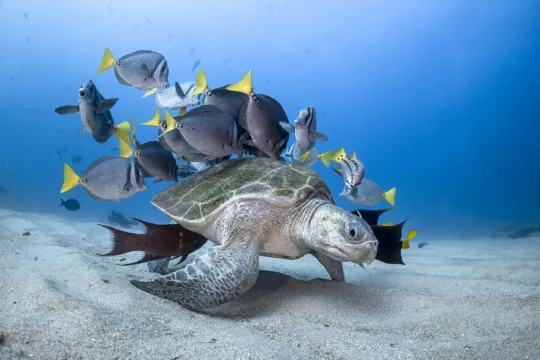 Ocean Photography Awards: See The Stunning Winners Showcasing Sharks, Manta Rays And Turtles
