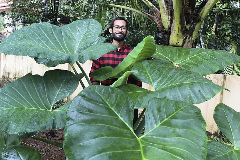 Father And Son Grow Vegetable Garden To Feed Neighbours During Pandemic In India