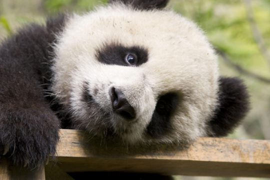 National Zoo In Us Capital Names Its Baby Panda Cub