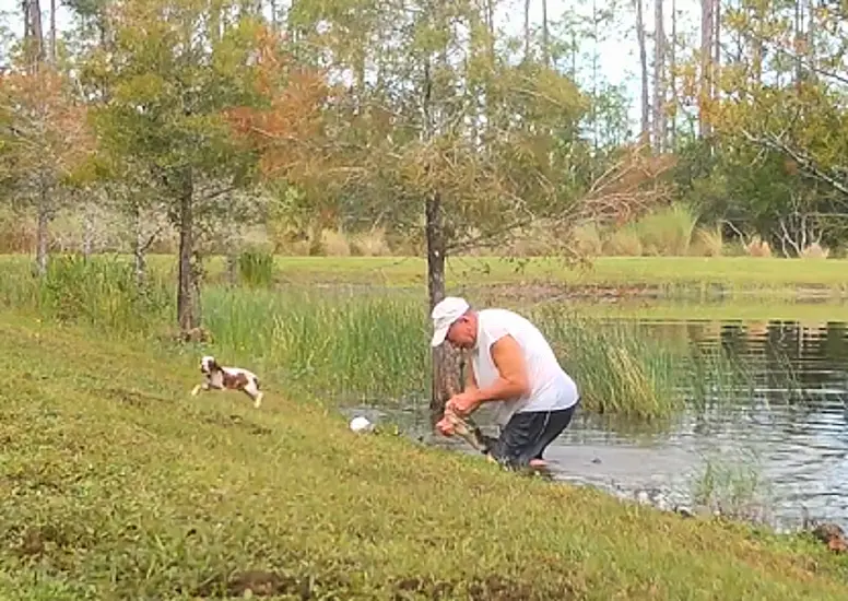 Man Rescues Puppy From Jaws Of Alligator In Florida