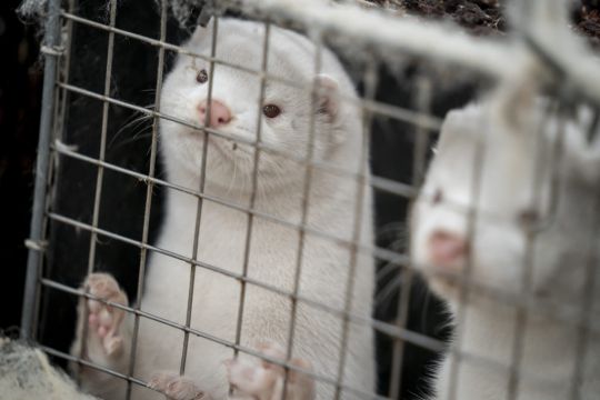 Hundreds Of Culled Mink Resurface After Burial In Denmark