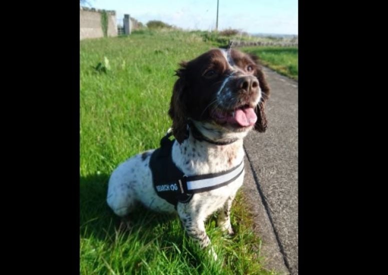 Revenue Seize 5.5M Cigarettes With Help Of Detector Dog Kelly