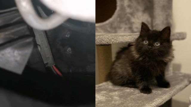 Kitten Rescued From Inside A Car Engine