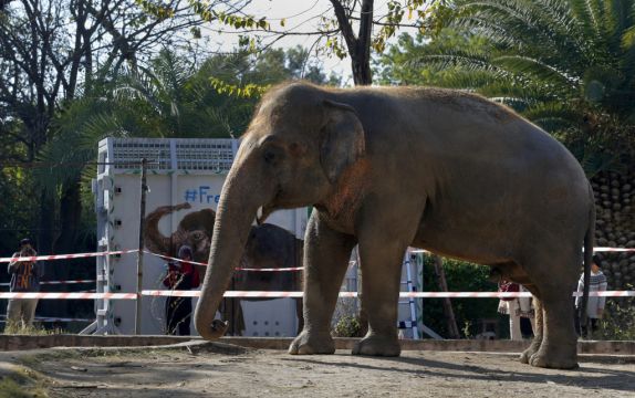 ‘World’s Loneliest Elephant’ Ready To Fly To New Home
