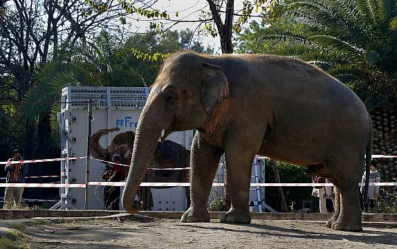 State Papers: Government Gifted Jumbo-Sized Elephant After Trip To Tanzania