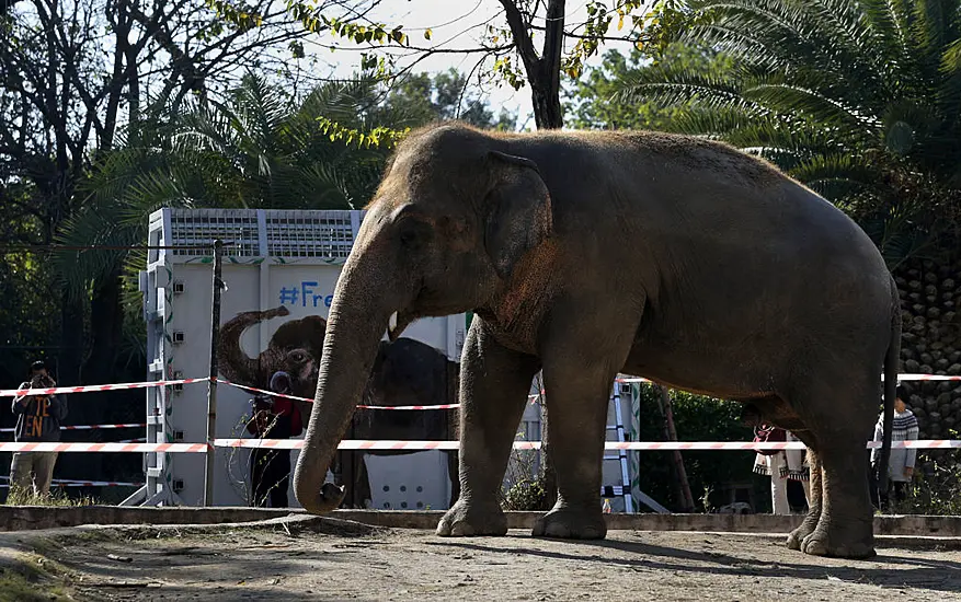 State Papers: Government Gifted Jumbo-Sized Elephant After Trip To Tanzania