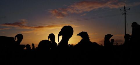 Flock Of Irish Turkeys Culled To Prevent Spread Of New Bird Flu Strain