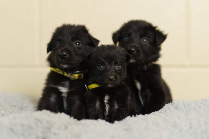 Dogs Trust Urges Struggling Owners To Seek Help After Puppies Found Abandoned