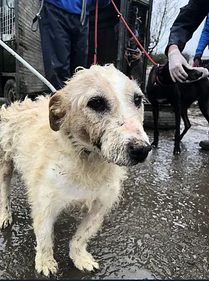 Man Arrested In Kilkenny After Seizure Of 25 Dogs And Four Horses