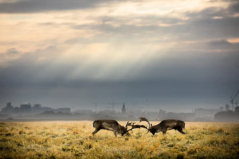 Public Urged Not To Feed Phoenix Park Deer