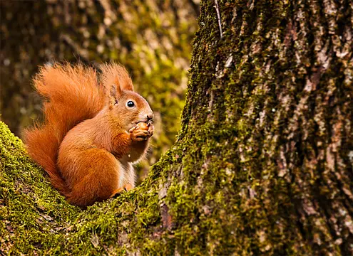 Wildlife Conservation Day: 5 Of The Most Endangered Animals In Ireland And Britain