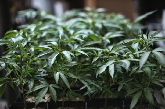 Jail For 'Gardener' Paid To Live In Drumcondra Cannabis Farm