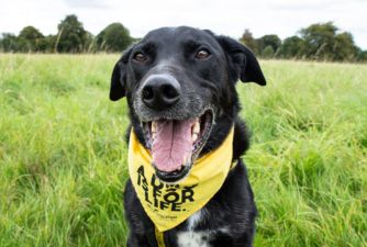 Labrador Has Christmas Wish Granted After Waiting Eight Years For Adoption