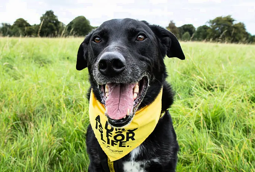 Labrador Has Christmas Wish Granted After Waiting Eight Years For Adoption