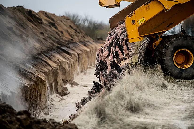 Mass Mink Graves In Denmark Might Contaminate Groundwater