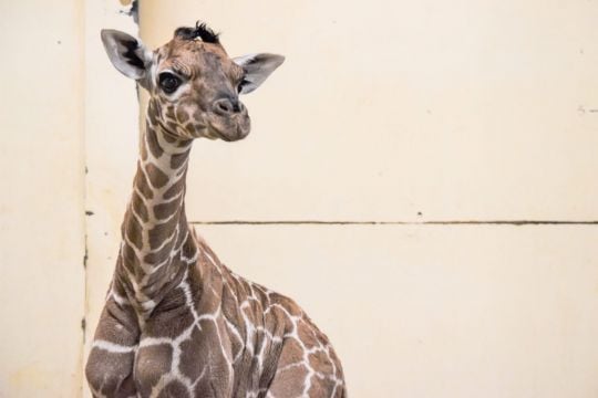 Baby Giraffe Named Margaret In Honour Of First Covid Vaccine Patient