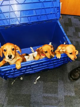 Gardaí Find Three Stolen Puppies In Boot Of A Car In Dublin