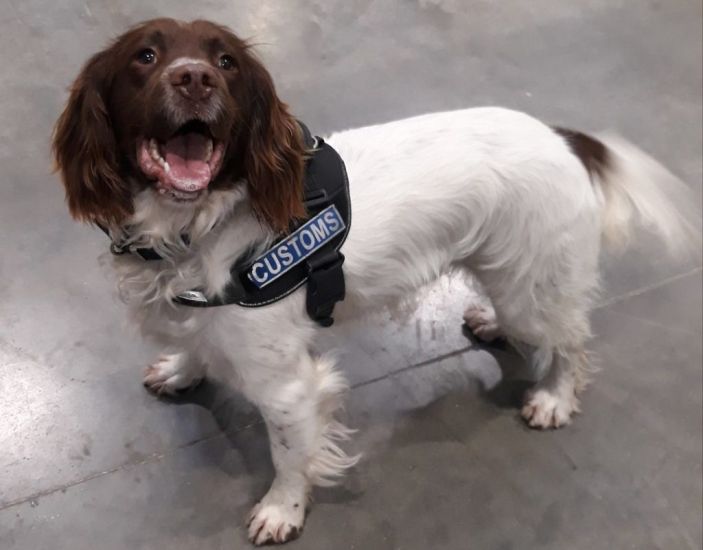 Detector Dog Sniffs Out Drugs Haul Labelled ‘Wedding Invitations’