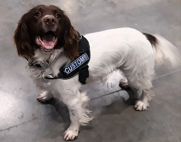 Detector Dog Sniffs Out Drugs Haul Labelled ‘Wedding Invitations’