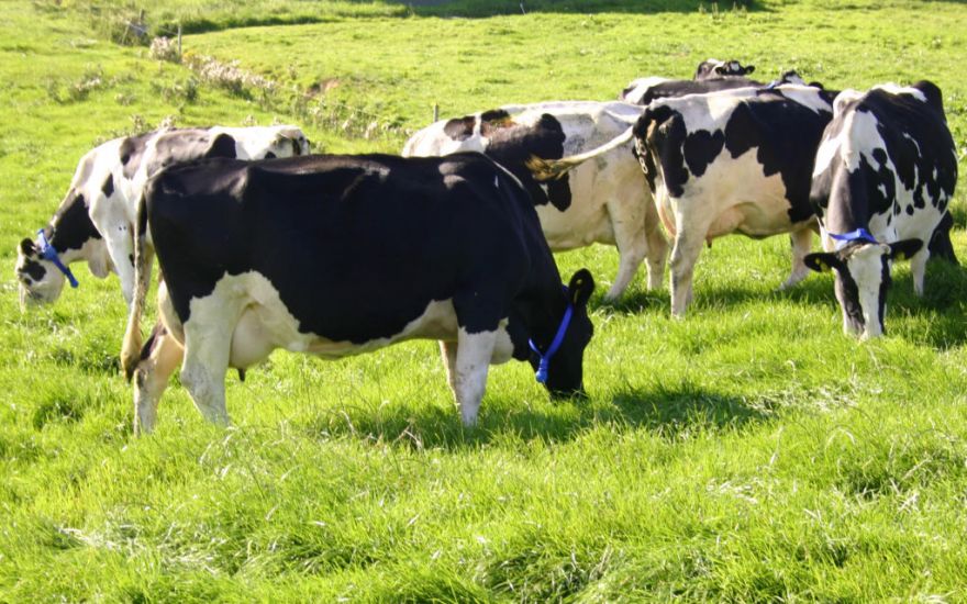 'Battle Between Cows And Climate Protection' Needs To End, Says Fine Gael Td