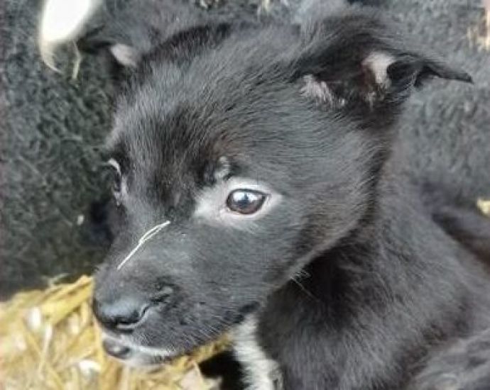 Gardaí Find Abandoned Puppies And Dogs With Cropped Ears In Dublin Operations