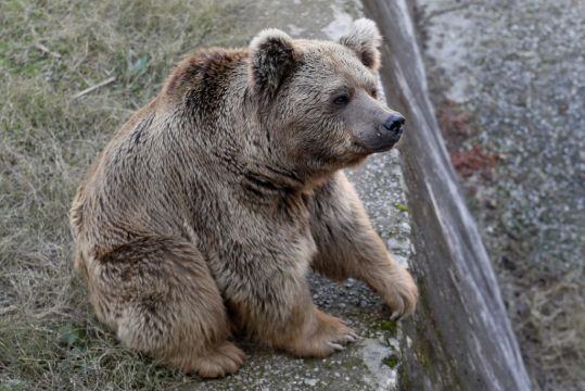 Neglected Dancing Bears Leave Notorious Pakistan Zoo For New Life In Jordan