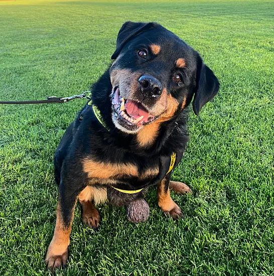 Dog With Untreated Tumours Abandoned At Dublin Sanctuary