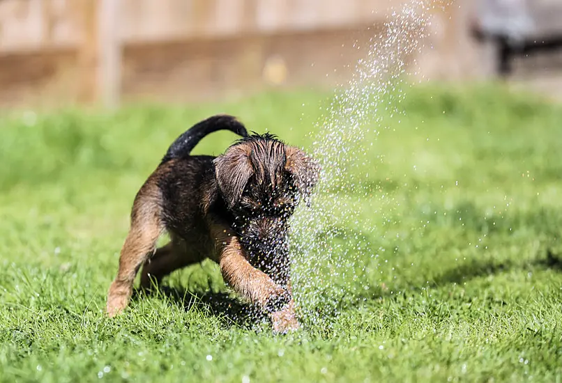 Brexit: Pet Owners Need Animal Certificate For Travel To Eu And N Ireland