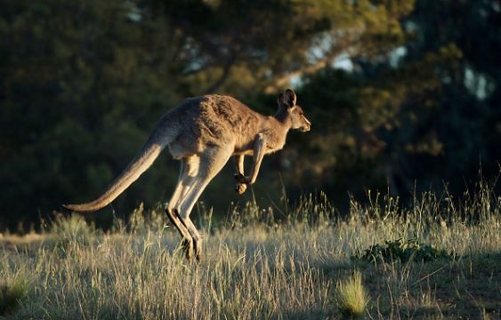 Kangaroos Can Learn To Communicate With Humans, Irish-Led Research Says