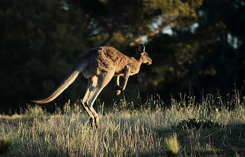 Kangaroos Can Learn To Communicate With Humans, Irish-Led Research Says