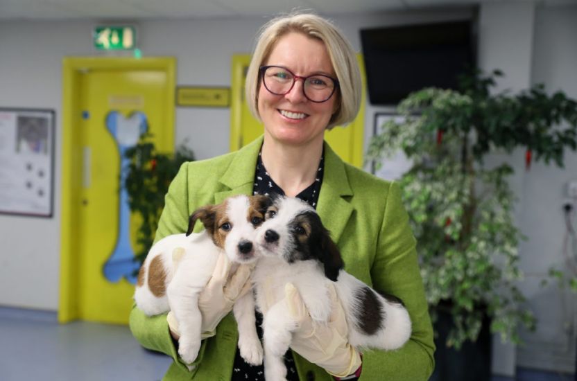 Lockdown Demand Sees Puppy Prices Soar, Says Charity