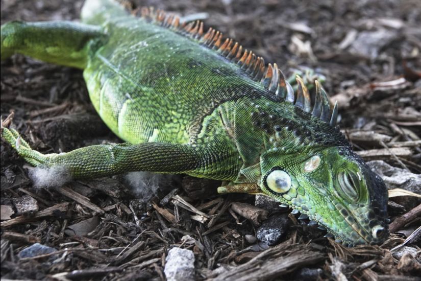 Florida Residents Told To Brace For Cold Christmas – Including Falling Iguanas