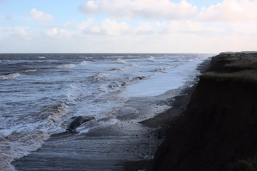 Sperm Whales Die After Becoming Stranded On English Coast