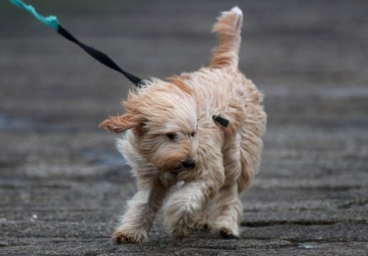 Thousands Remain Without Power Amid Status Yellow Wind Warning