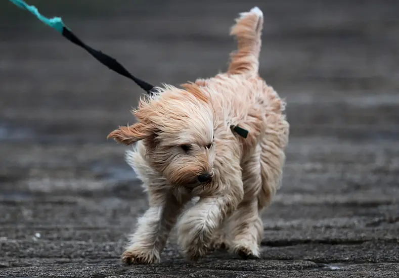 Thousands Remain Without Power Amid Status Yellow Wind Warning