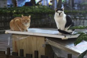 Midnight Cafeteria Feeds Taipei’s Stray Cats
