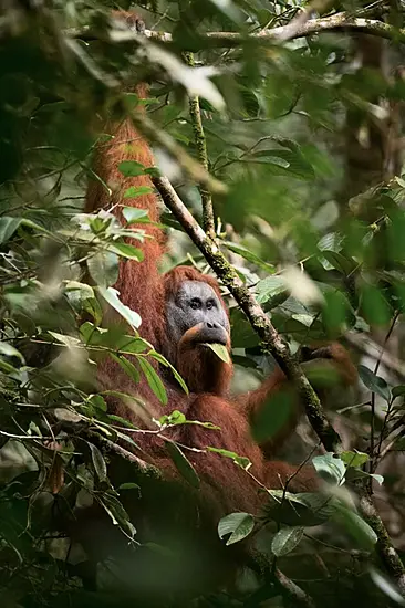 World’s Most Threatened Ape Species ‘In More Trouble Than Previously Thought’