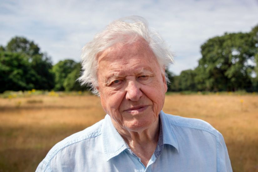 Meet The Star Species Of David Attenborough’s A Perfect Planet