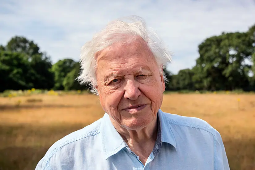 Meet The Star Species Of David Attenborough’s A Perfect Planet