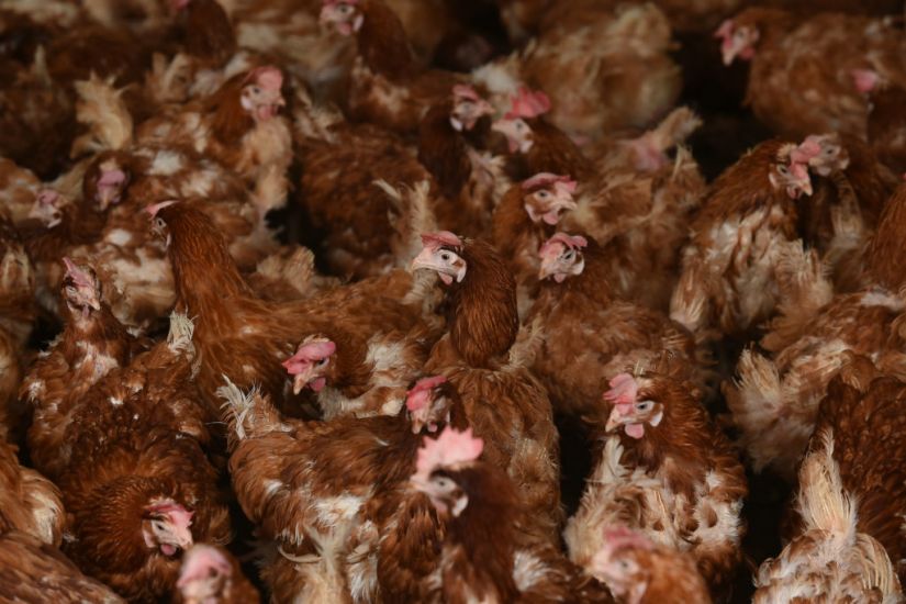 More Than 100,000 Birds To Be Culled In North After Avian Flu Outbreak