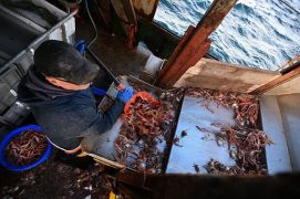 Fishermen Fail In Final Leg Of Legal Battle Over Ban On Prawn Catches
