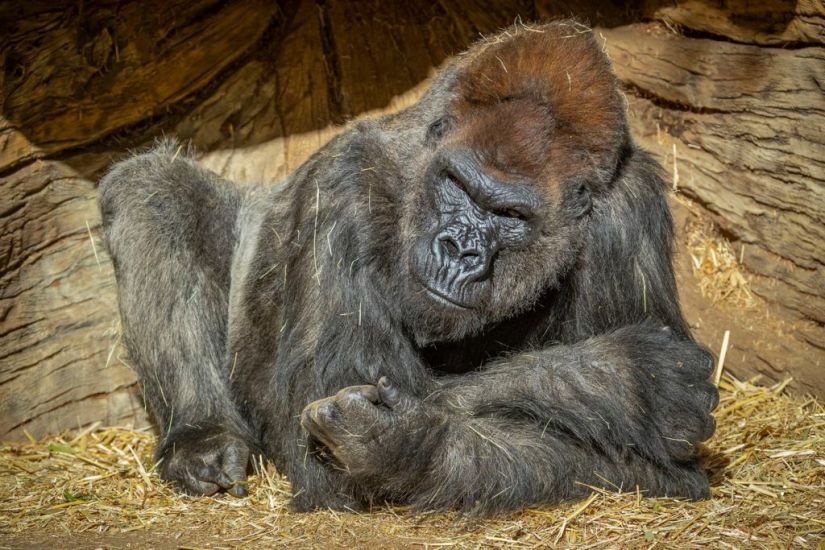 Two Gorillas At San Diego Zoo Test Positive For Covid-19