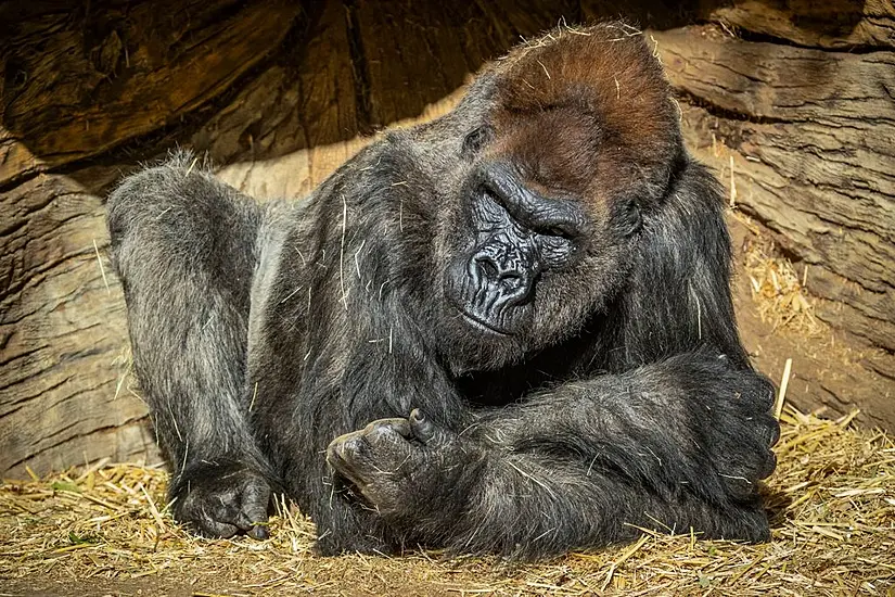 Two Gorillas At San Diego Zoo Test Positive For Covid-19